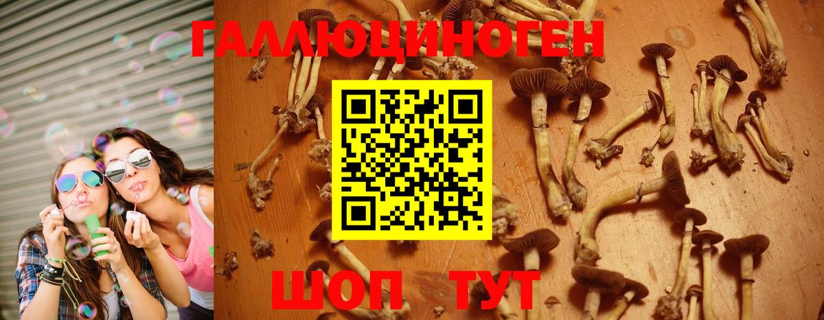 Псилоцибиновые грибы Cubensis Краснокаменск